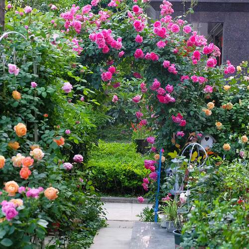 藤本月季花苗特大花浓香庭院植物室E内花卉盆栽玫瑰爬藤蔷薇四季