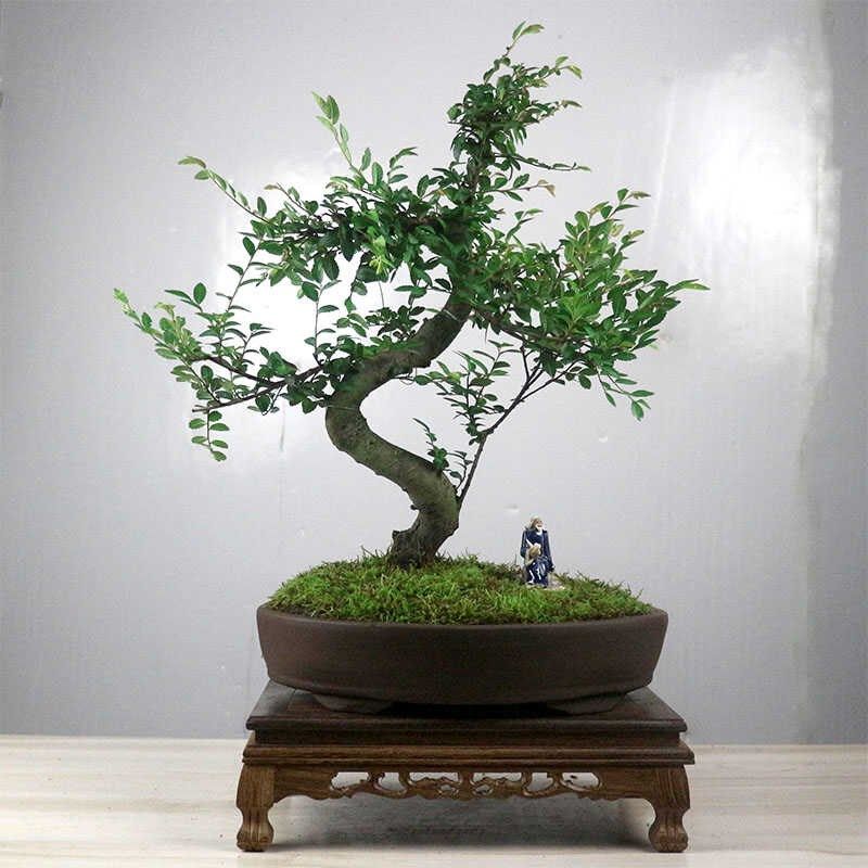 小叶榆树盆景好i养老桩室内客厅阳台庭院绿植花卉好养四季常青植,鲜花速递/花卉仿真/绿植园艺,造型盆景,淘宝优惠券,粉丝福利购,淘宝优惠卷