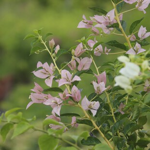 三角梅 c丝绸 暗斑婆罗洲 嫁接苗 盆栽绿植庭院阳台开花植物