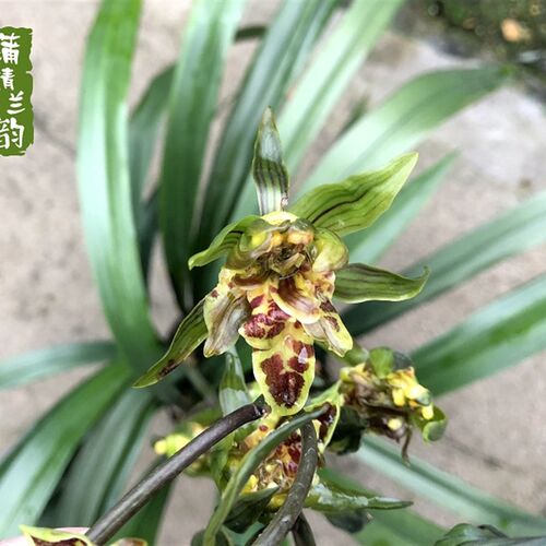 兰花苗墨兰奇花 珠海渔女 报岁兰E冬春开花绿植盆栽室内客厅植物