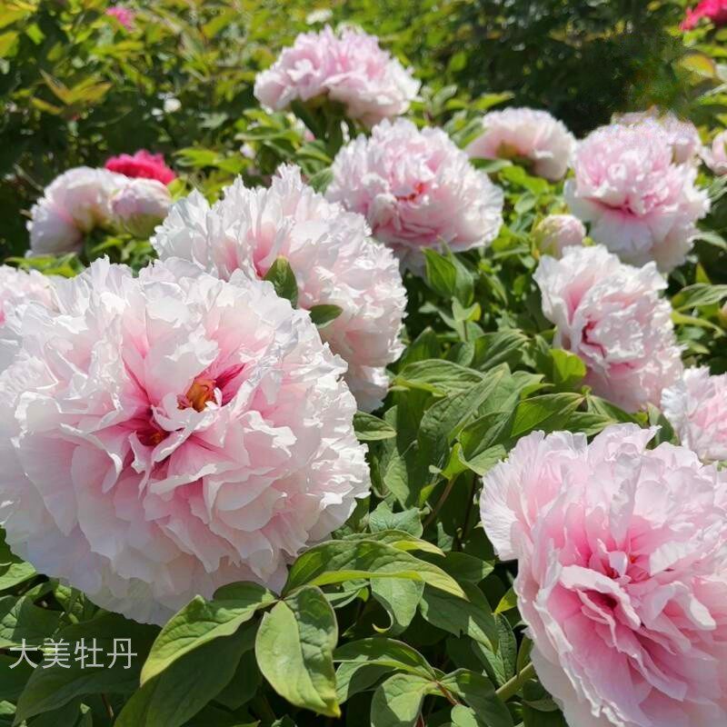 粉牡丹【a桃花粉】丰花品种 露台花园庭院 盆栽地栽小灌木木本花