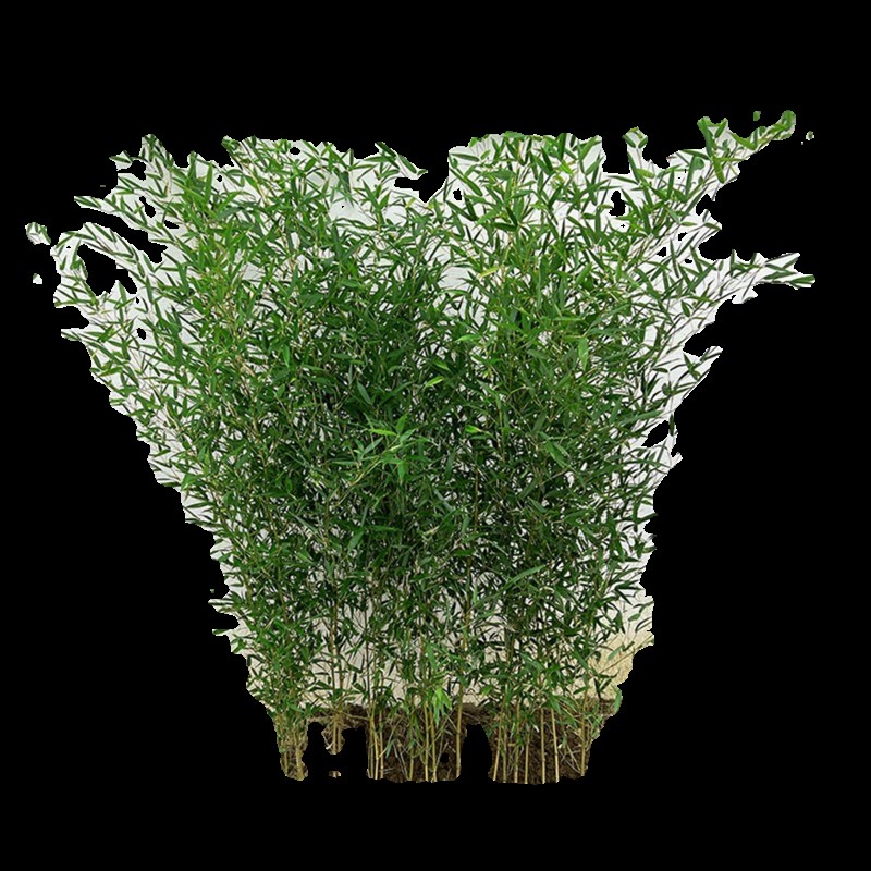 观赏竹子苗d庭院耐寒四季青名贵竹子盆栽室内紫竹苗景观绿罗汉金