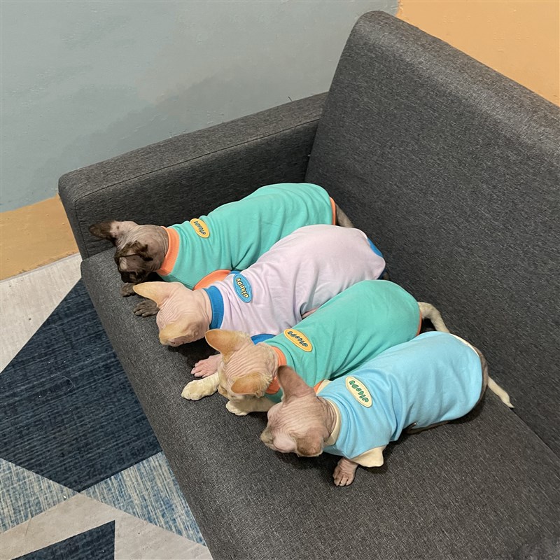 现货速发无毛猫衣服背心亮色潮防过敏空调房斯芬克斯德文阿比猫衣