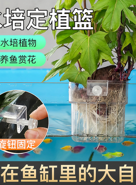 鱼缸水培架定植篮壁挂式水草杯绿萝植物固定器支架造景装饰配件
