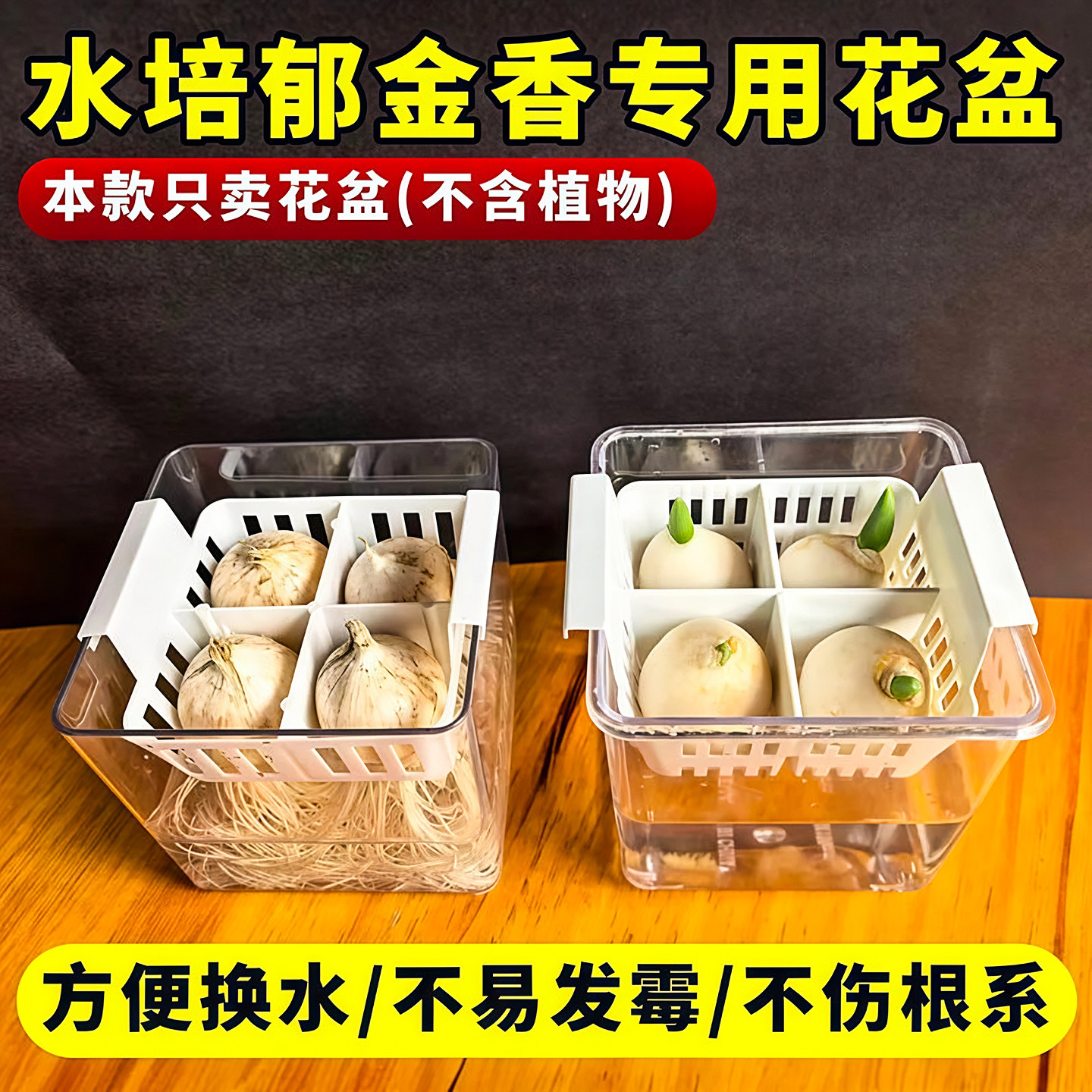 郁金香水培花盆含定植篮不伤根图片
