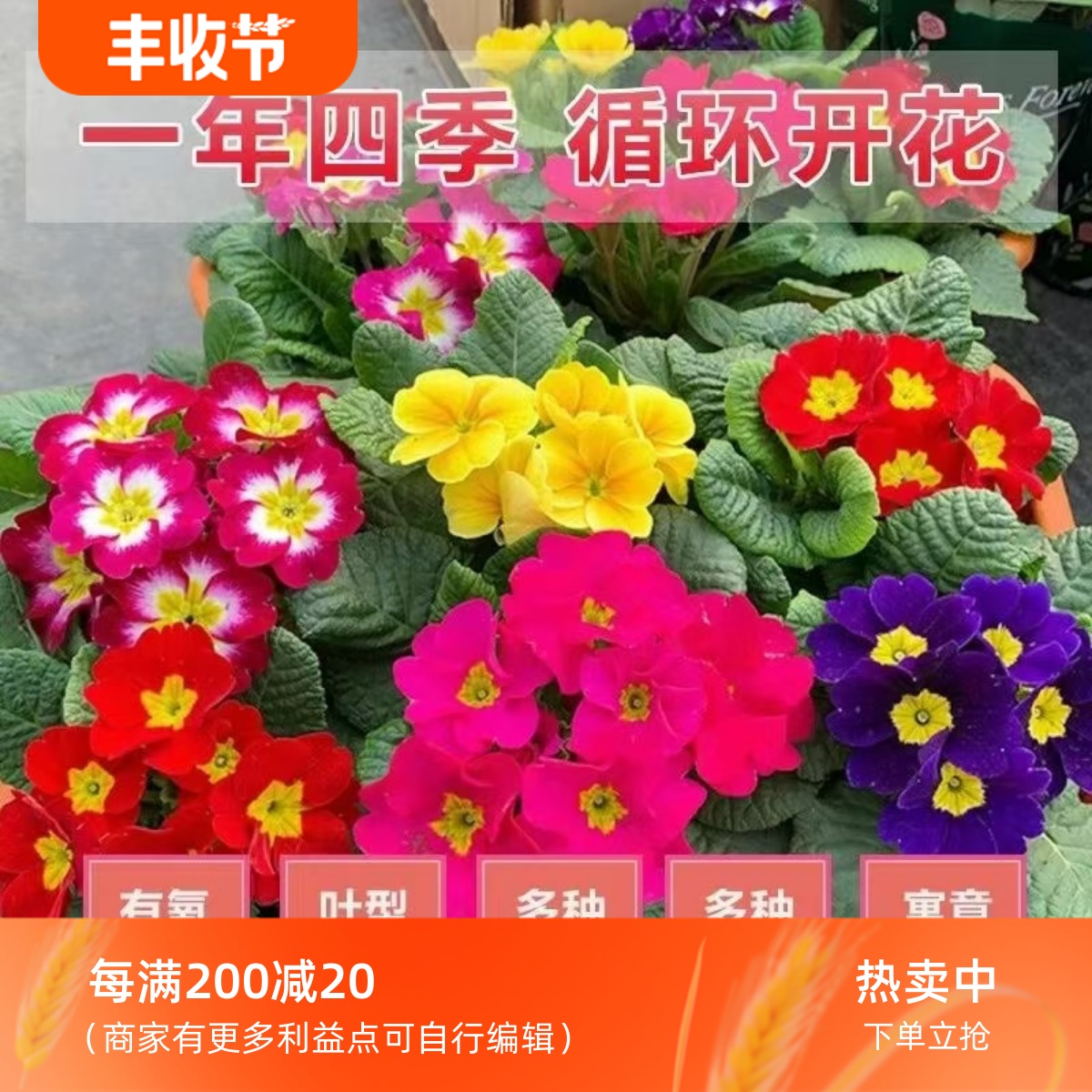 进口玫瑰报春花重瓣花苗带花苞四季开花盆栽冬季室外喜阳耐寒花