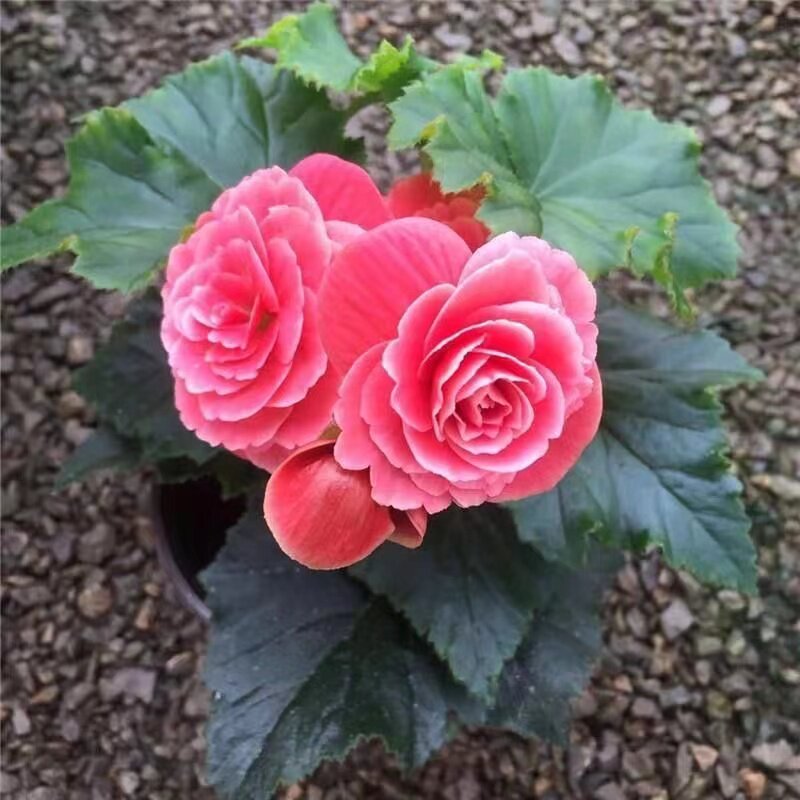 四季开花玫瑰海棠海棠秋海棠苗重瓣带花发货室内盆栽花卉好养