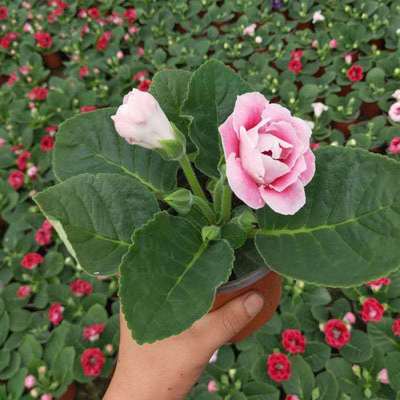 【新手推荐】重瓣大岩桐盆栽带花苞发货芙蓉花带花苞发货室内四季