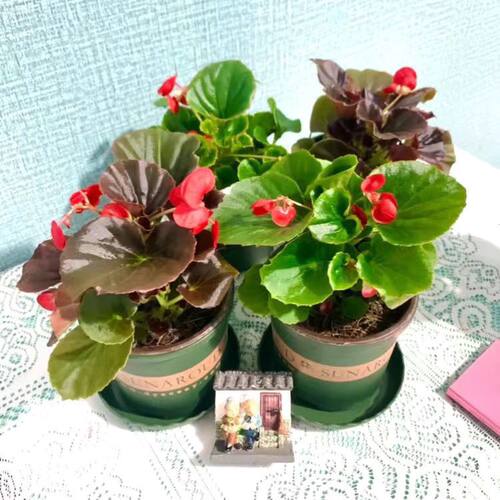 四季海棠花玻璃翠盆栽带花苞四季