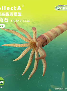 【88903直角石】CollectA官方授权正版动物模型早教玩具
