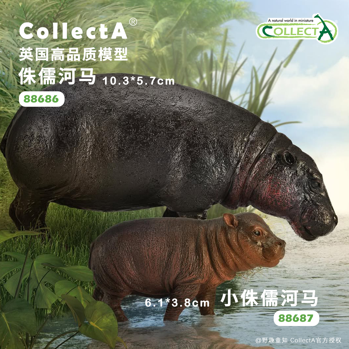 CollectA侏儒河马动物模型玩具