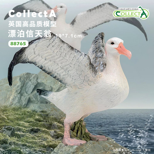 信天翁仿真动物模型玩具