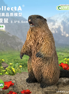 顺丰包邮【80044土拨鼠】2025CollectA仿真动物模型玩具旱獭地鼠