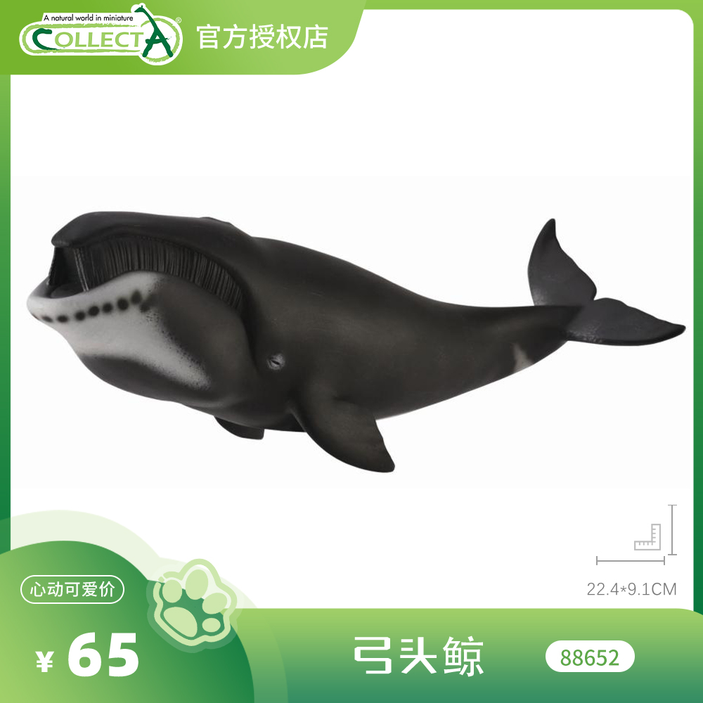 弓头鲸CollectA正版动物模型