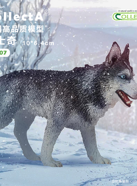 【88707西伯利亚雪橇犬】CollectA官方授权正版动物模型早教玩具