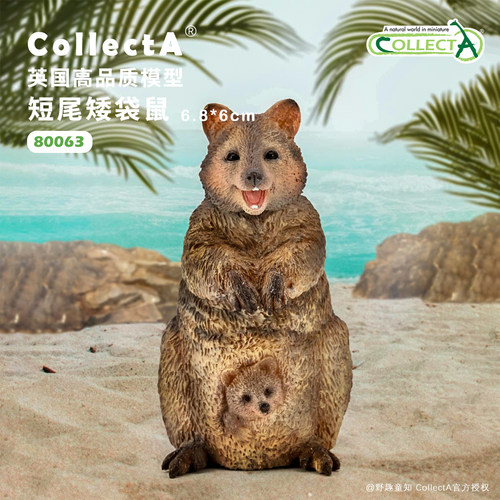 【顺丰包邮】80063短尾矮袋鼠COLLECTA英国我你他动物模型玩具