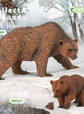 顺丰包邮【88560棕熊】CollectA官方授权正版动物模型早教玩具