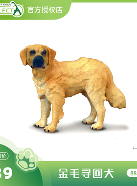 【88116金毛寻回犬】CollectA官方授权正版动物模型早教玩具