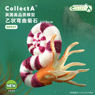 【88927乙状弯曲菊石】CollectA官方授权正版动物模型早教玩具