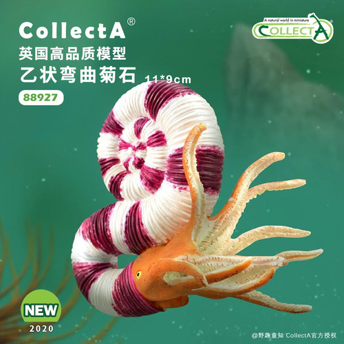 乙状弯曲菊石动物模型玩具