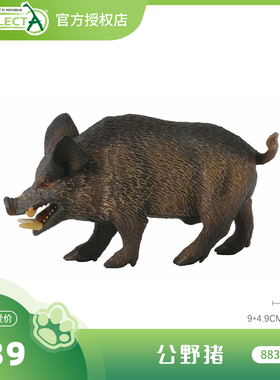 【88363公野猪/母野猪/小野猪】CollectA官方授权正版动物模型