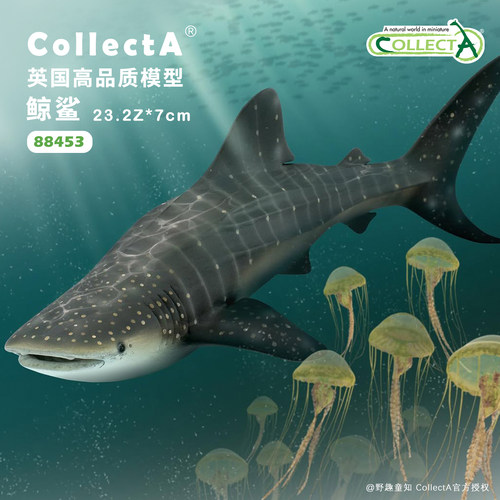 CollectA鲸鲨动物模型