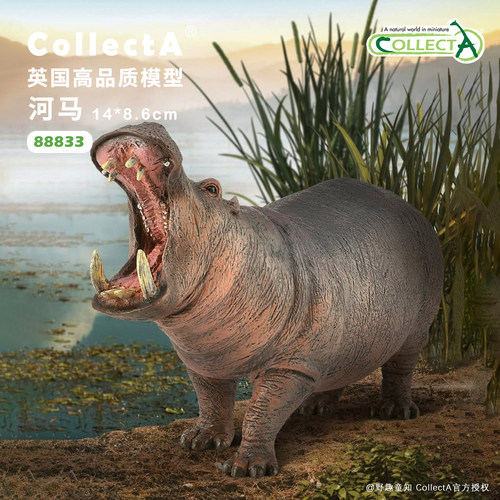CollectA河马动物模型玩具