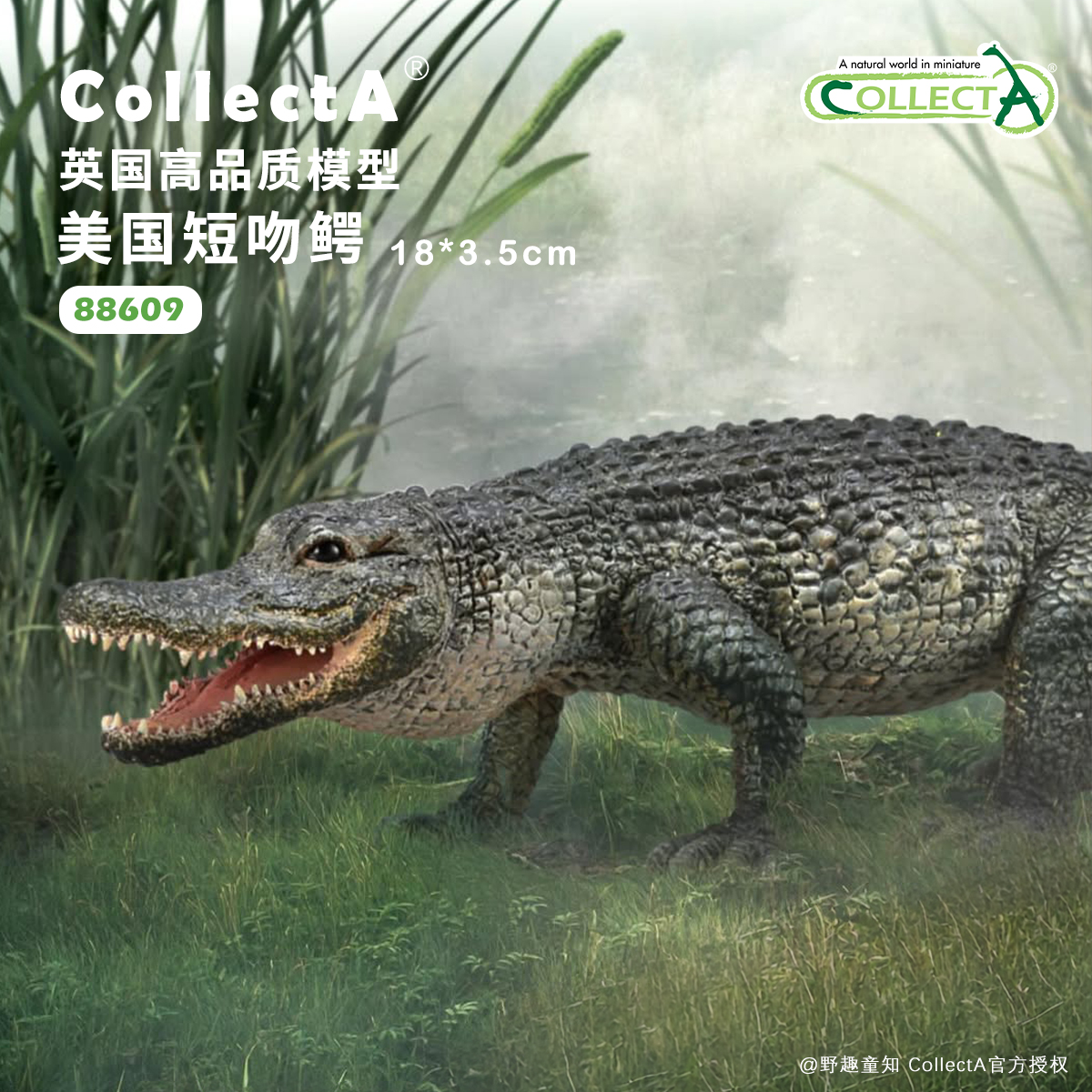 【88609美国短吻鳄】CollectA官方授权正版动物模型早教玩具