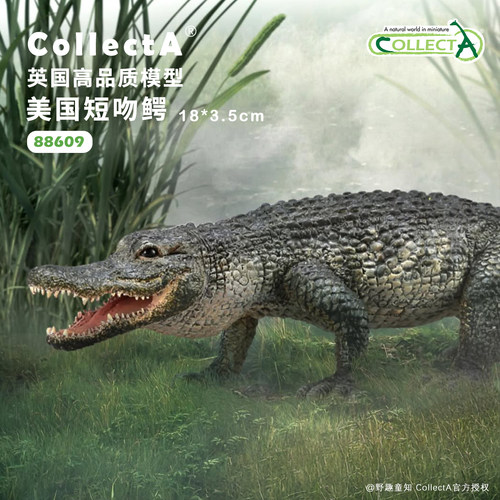 【88609美国短吻鳄】CollectA官方授权正版动物模型早教玩具