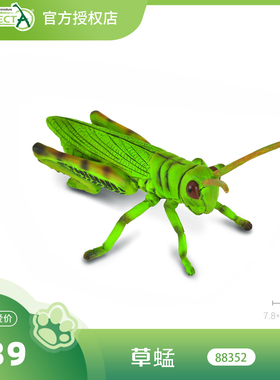 【88352草蜢】CollectA官方授权正版动物模型早教玩具