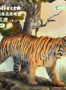 顺丰包邮【白虎/东北虎】CollectA官方授权正版动物模型早教玩具