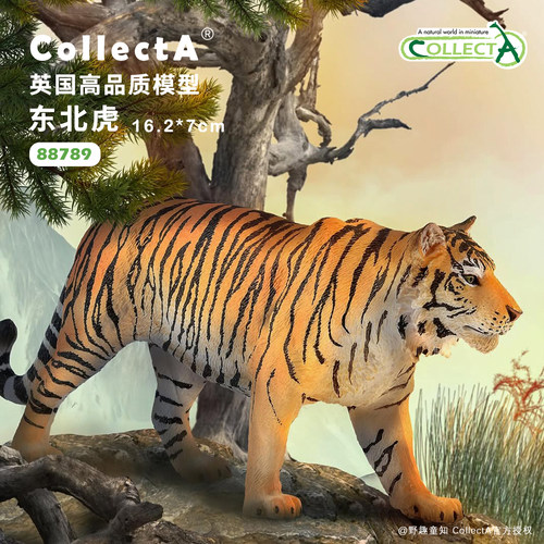 CollectA东北虎动物模型玩具