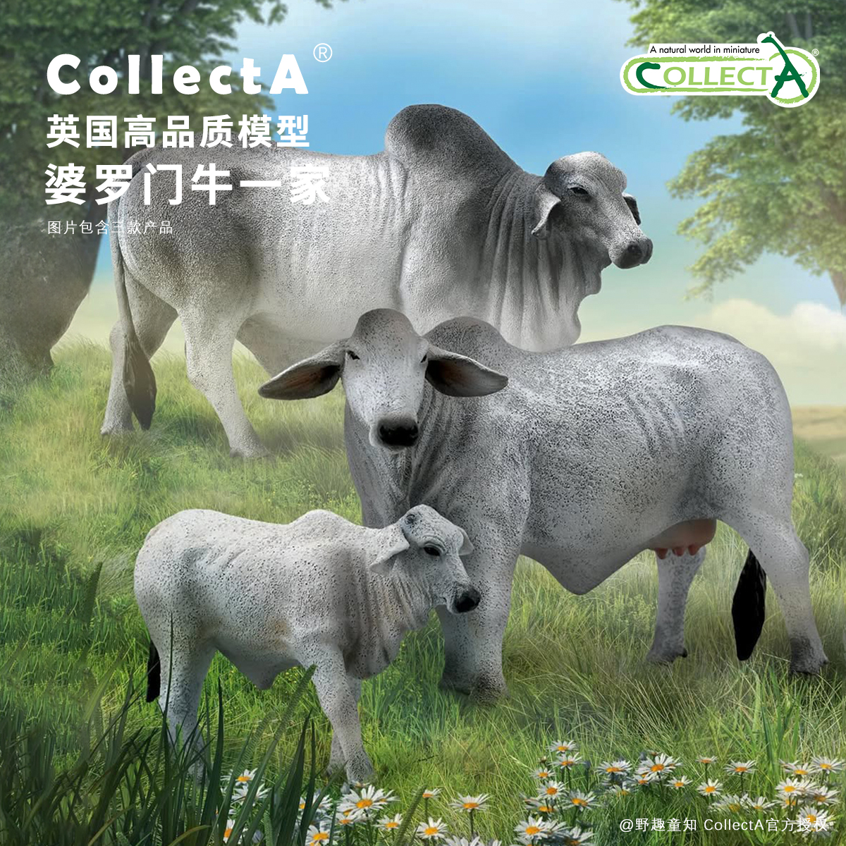CollectA婆罗门牛动物模型玩具