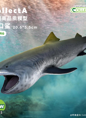 顺丰包邮【80046巨口鲨】2025CollectA仿真动物模型玩具海洋鲨鱼