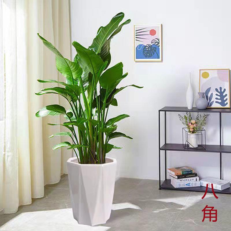 天堂鸟鹤望兰盆栽室内大型植物净化空气吸甲醛客厅花卉办公室绿植