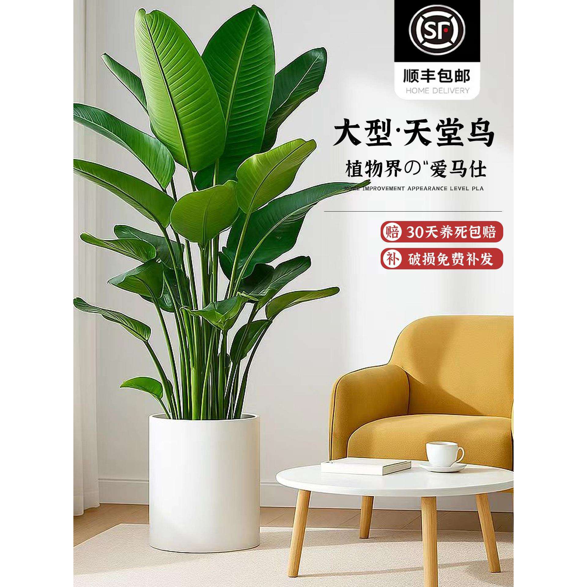 天堂鸟盆栽客厅绿植室内大型植物真鹤望兰办公室高级落地好养