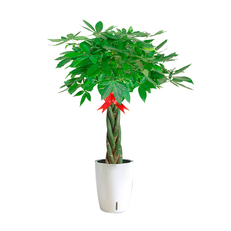 发财树客厅e大盆栽办公室摆件绿植大型室内辫子发财树大颗植物
