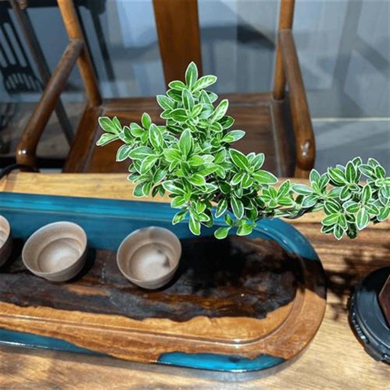 金边六月雪室内绿植桌w面造型微小盆景盆栽开花植物,鲜花速递/花卉仿真/绿植园艺,造型盆景,淘宝优惠券,粉丝福利购,淘宝优惠卷