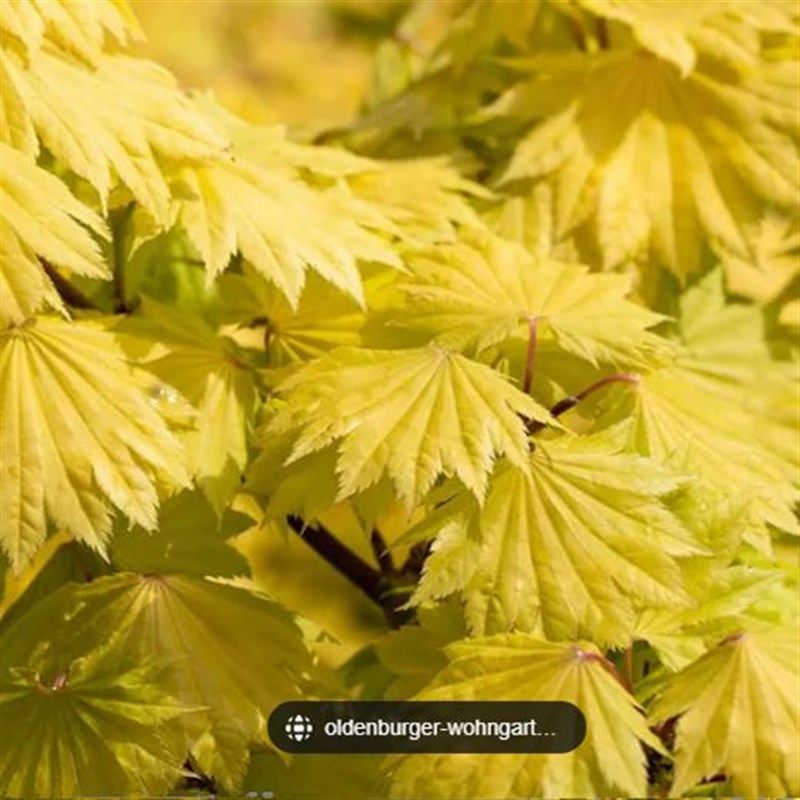 【嘉瑞】 彩叶枫树   金隐 月升 歌舞狂欢   黑W蕾丝  盆栽苗,鲜花速递/花卉仿真/绿植园艺,绣球/木绣球/木本植物,淘宝优惠券,粉丝福利购,淘宝优惠卷