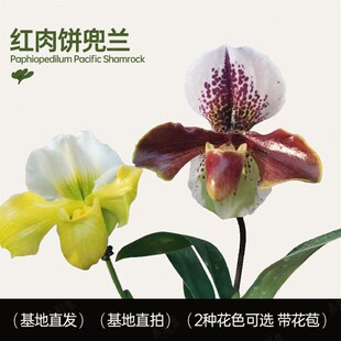赤野集 兰花带花苞绿o肉饼红肉饼兜兰 易养易开花花期特长室内盆