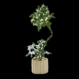 双株造型鸭e脚木绿植盆栽花卉客厅室内桌面植物摆件净化空气吸甲