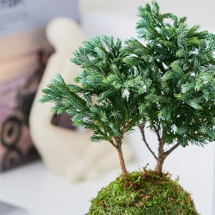 【放轻松】d蓝色瓦松苔藓球盆栽客厅办公室内桌面绿植净化空气