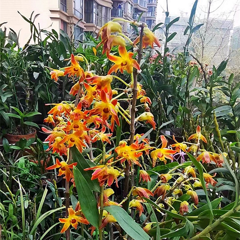 梵净山石斛e苗 独特花色石斛兰石斛盆栽稀少石斛洋兰花卉基地直发