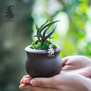 珍袖名贵迷你g矮种建兰红草行龙奇叶四季兰花名贵送礼植物精品盆