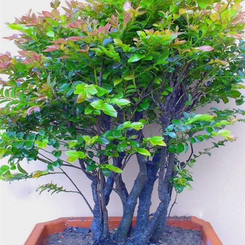 小叶紫檀盆景植物树桩p室内客厅桌面独桩老桩盆栽四季常青易养绿