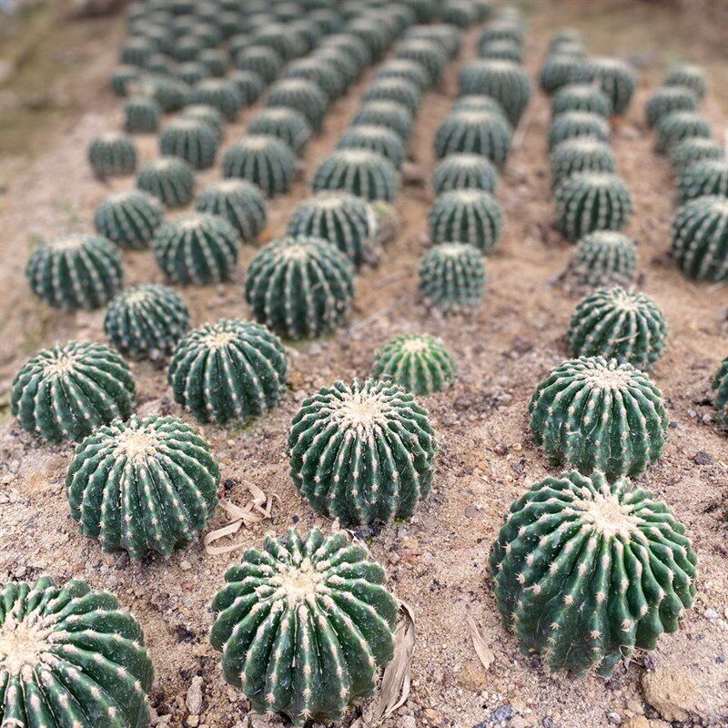 裸虎仙人球 短刺金琥耐干旱 美观绿色I多肉植物桌面景观人气小盆