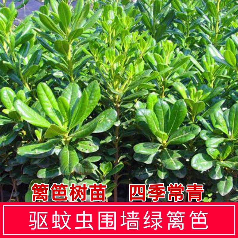 海桐苗 海桐树苗 海桐球四季常青气味芳香驱蚊虫绿植物围墙绿篱笆