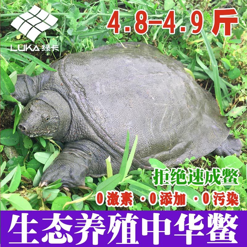 【4.8斤】绿卡5年外塘生态放养中华鳖鲜活食用甲鱼活体优质王八