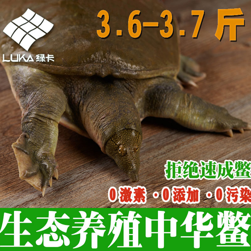 【3.6斤】绿卡4年外塘生态放养中华鳖鲜活食用甲鱼活体优质王八
