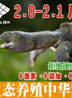 【2斤尝鲜】绿卡3年外塘生态放养中华鳖鲜活食用甲鱼活体优质王八